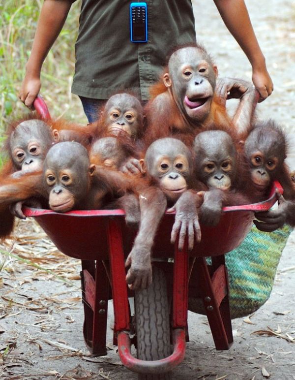 Exemplares de orangotango resgatados por ambientalistas vo frequentar escola para aprender hbitos selvagens e, com isso, sobreviverem na floresta