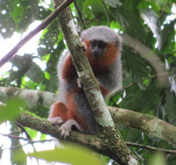 Pesquisadores da UFMT descobrem nova espcie de macaco