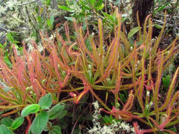 Planta carnvora descoberta em montanha de Minas Gerais foi descrita como uma nova espcie do gnero das 'orvalinhas'