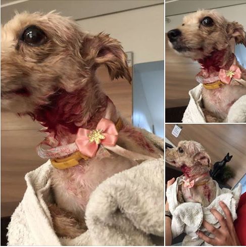 Ces da raa PitBull atacam cadela de seis anos no Santa Rosa; professora pede ajuda para encontrar proprietrios