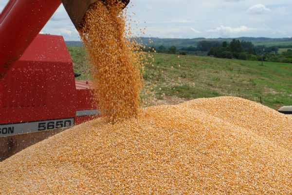 Com estoque de 12 milhes de toneladas preo do milho deve cair at final do ano