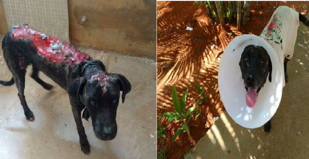 Cachorro teve corpo queimado em ataque com leo diesel se recupera e  adotado