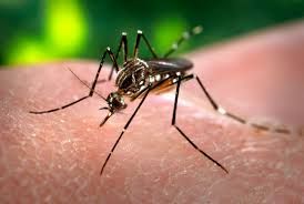 Ministrio aponta reduo em 85% no nmero de bitos pela dengue em MT