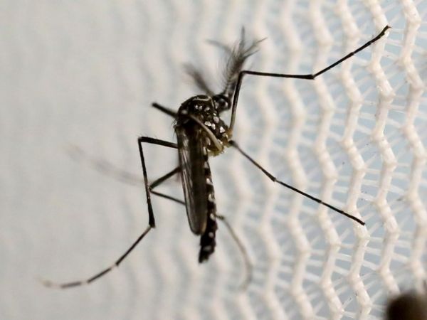 Grvida diagnosticada com zika na Austrlia aps viagem ao exterior