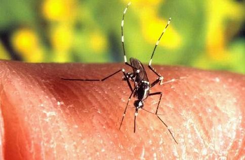 Casos de dengue crescem 14%; regio Norte  lder em vtimas fatais