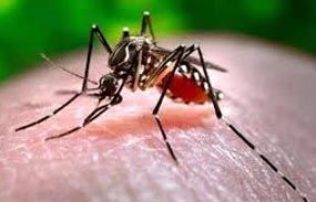 Descuido de moradores seria um dos motivos no aumento de casos de dengue