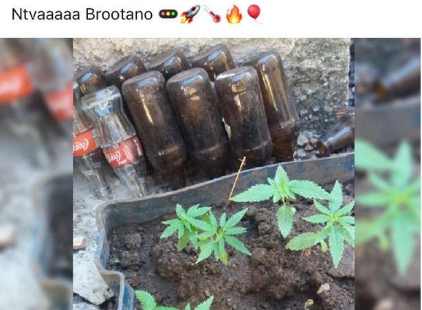 Mulher posta foto de cultivo de maconha em rede social e  presa pela PM