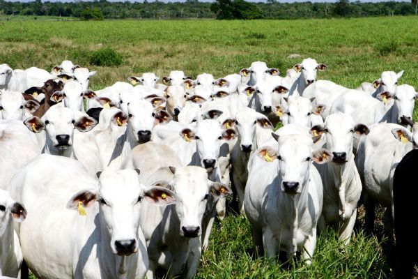 Superintendente do Ministrio da Agricultura tem propriedade invadida e 56 cabeas de gado furtadas