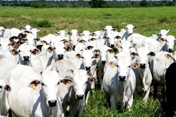 Polcia apreende 200 cabeas de gado e prooprietrio de fazenda  preso por receptao