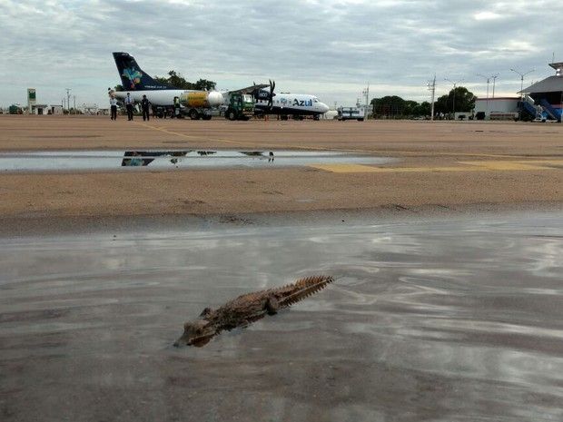 Jacar  flagrado em pista de aeroporto em Mato Grosso;  veja fotos