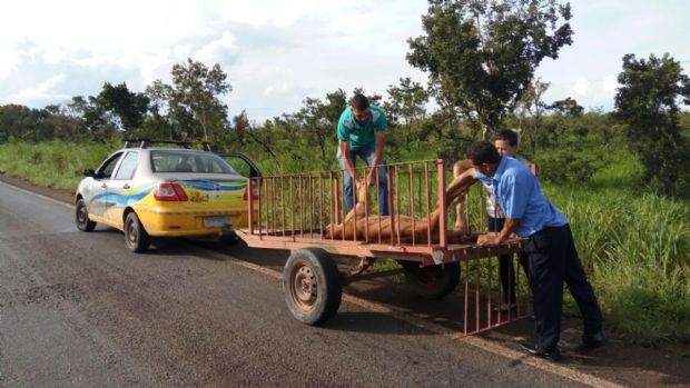 Caminho atropela e mata ona parda em rodovia federal que corta Mato Grosso