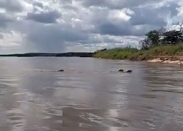 Onas-pintadas so flagradas atravessando rio prximo a cidade de Mato Grosso;  veja vdeo 
