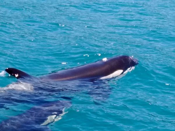 Famlia de orcas  avistada no litoral norte de So Paulo