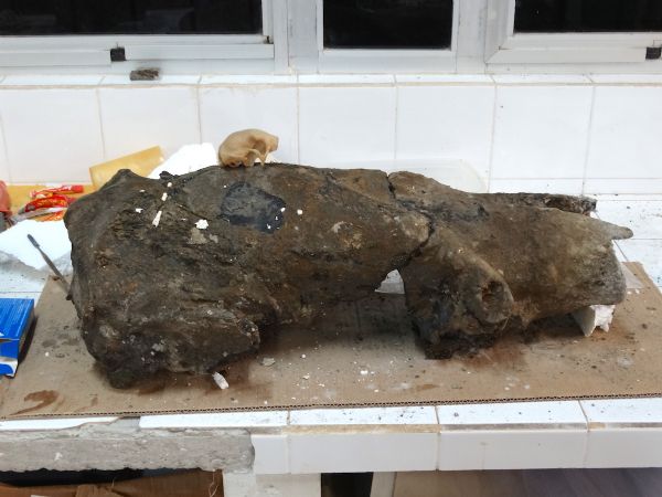 No Acre, fssil de preguia gigante  resgatado por pesquisadores