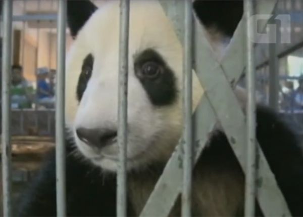Pandas so mantidos em ambientes fechados refrigerados para driblarem o calor na China