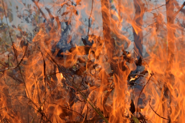 WWF v situao de emergncia no Pantanal aps incndios consumirem mais de um milho de hectares