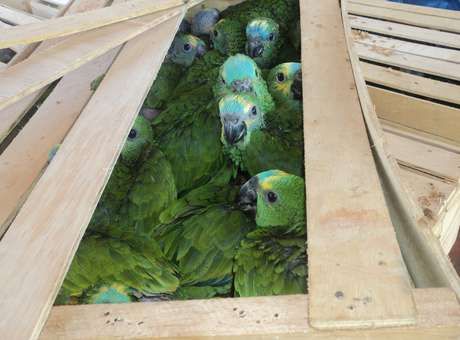 Polcia Rodoviria apreende 153 filhotes de papagaios no MS