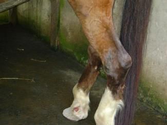 Carroceiro chuta cabeça de cavalo após animal cair exausto em MT