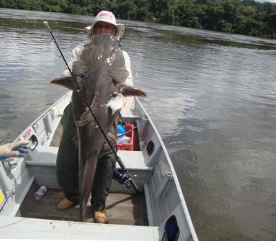 Empresrios fisgam peixes de at 120 quilos em Mato Grosso; ( fotos )