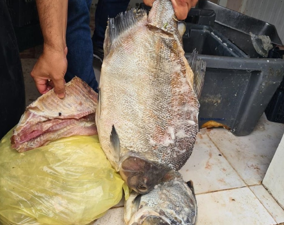 Fiscalizao interdita restaurante que possua frigorifico clandestino com peixes estragados em Cuiab