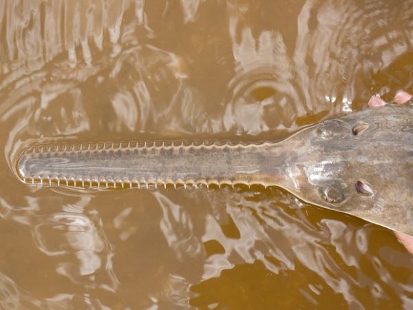 Exemplar de peixe-serra-de-dentes-pequenos (Pristis pectinata) encontrado em rio da Flrida: pesquisadores descobriram que fmea da espcie  capaz de se reproduzir por partenognese