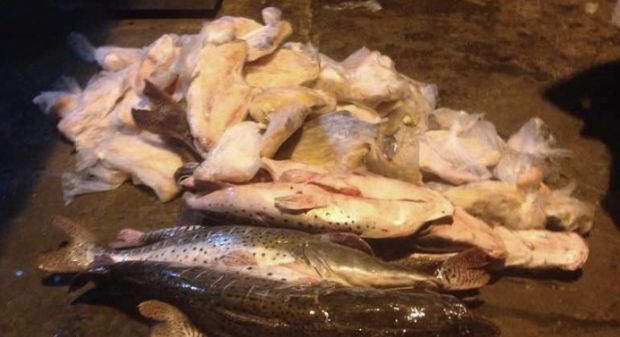 Homens so detidos por transportar 224kg de pescado irregular