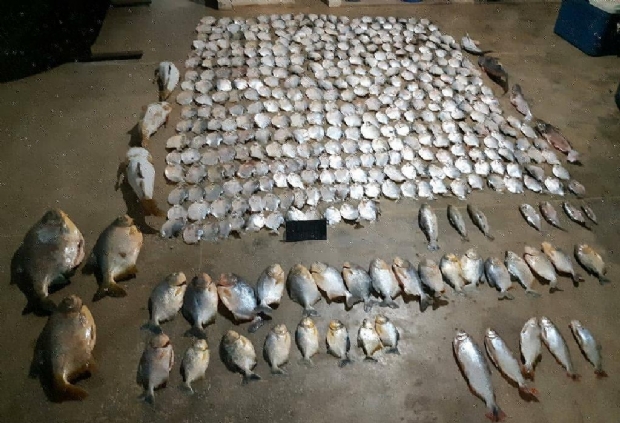 Homem  preso aps PM encontrar 423 peas de pacu peva, piraputanga e outras espcies sem permisso