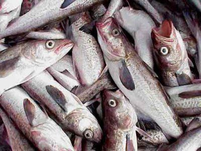 PMA apreende 40 quilos de pescado irregular; dois homens so presos