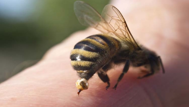 Ataque de abelhas