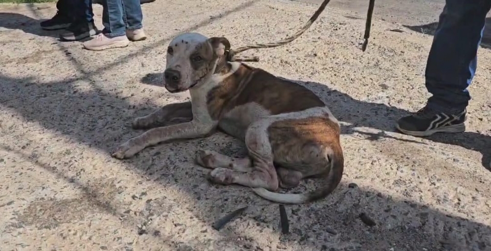 Homem  preso por maus-tratos a cachorro pitbull em Cuiab