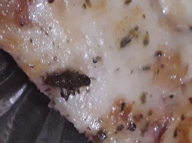 Casal encontra barata em recheio de pizza pedida em restaurante de Cuiab