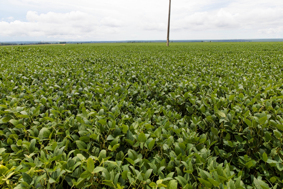 Assembleia cria projeto de lei para permitir cultivo de soja e outras atividades no Pantanal