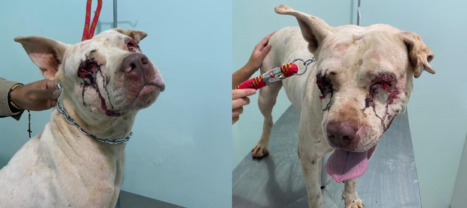 Pitbull fica cega ao ter olhos perfurados e associao pede ajuda para tratamento de cadela