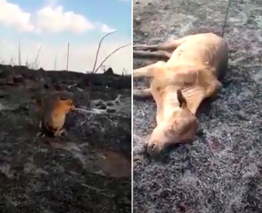 Vdeo mostra devastao e morte de animais em fazenda atingida pelo fogo;  assista