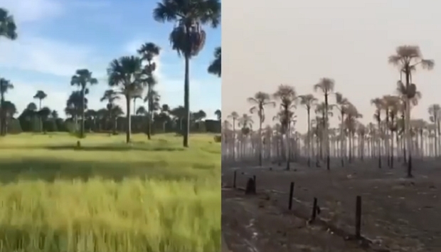 Imagens mostram 'antes e depois' de fazenda atingida por queimadas no Pantanal;  veja 