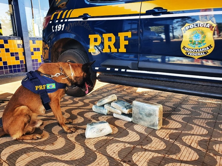 Cão da Polícia Rodoviária Federal fareja 200 kg de drogas em pneus de caminhão e motorista é preso