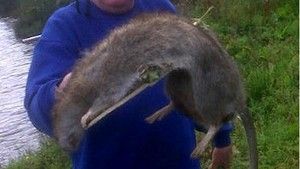 Inglês mata rato de mais de um metro a pauladas - Internacional - Estado de  Minas