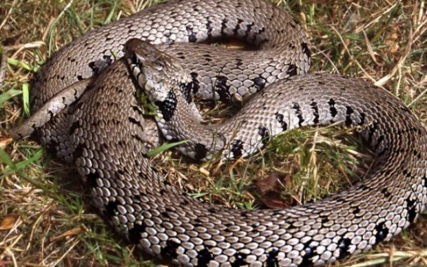 Cidade de Mato Grosso teve 21 pessoas picadas por serpentes somente neste ano