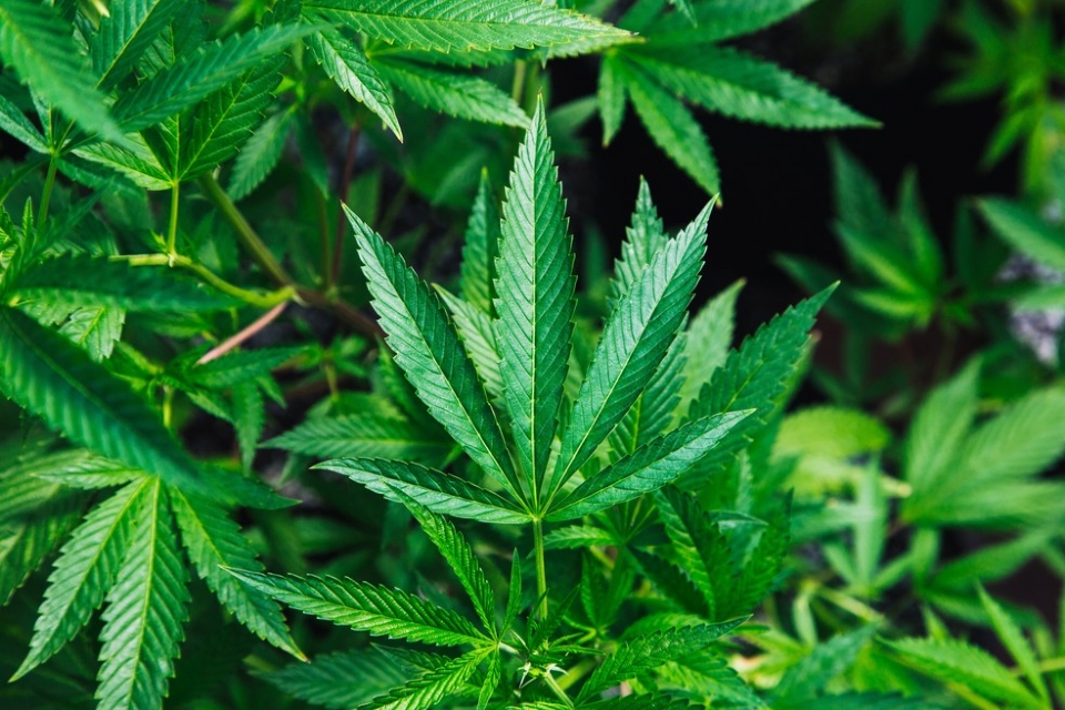 Após veto de Mauro, Assembleia analisa novo projeto sobre fornecimento de remédios à base de Cannabis
