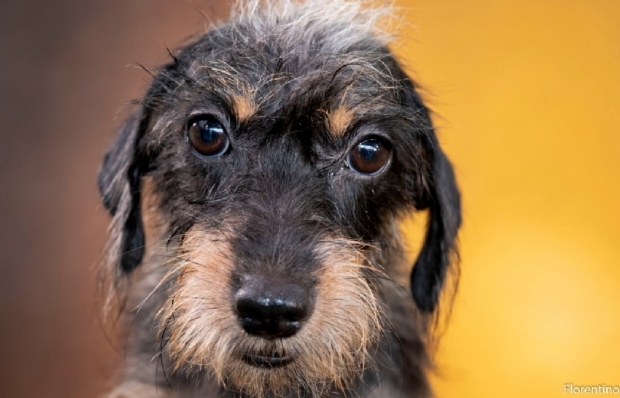 Pet Shops e clnicas podero denunciar donos de animais por maus tratos