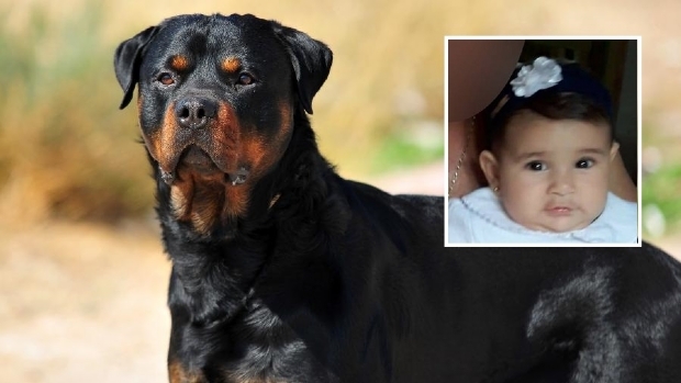 Beb atacada por cachorro da raa rottweiler foi morta na frente do irmo de dez anos