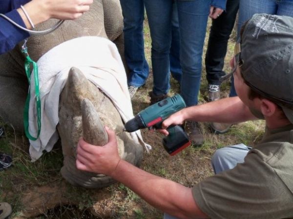 Furadeira foi usada para tratar rinoceronte na frica