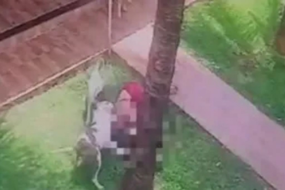 Mulher tem orelha arrancada por pitbull aps desmaiar em quintal de casa; veja vdeo