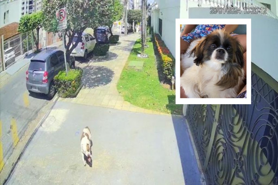 Pitbull solto em rua ataca cachorro da raa shih-tzu e tutor; famlia de dentista pede ajuda para identificar dono