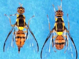 Amap aumenta reas de combate  mosca da carambola nos municpios