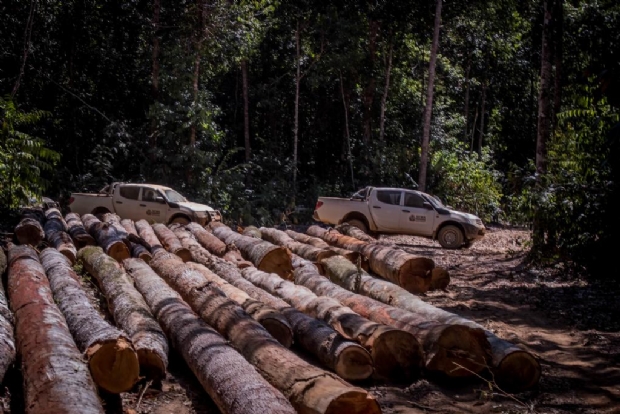 Sema encontra 687 hectares de explorao ilegal de madeira e multa empresa em R$ 3,5 mi