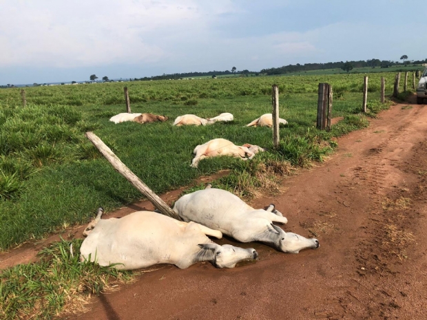 Queda de raio mata 12 cabeas de gado e causa prejuzo de R$ 40 mil em fazenda