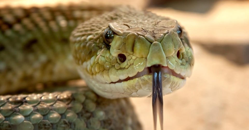 Mato Grosso teve 758 ataques de serpentes e oito óbitos neste ano