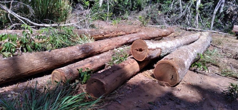 Reportagem do Fantstico revela esquema milionrio de extrao ilegal de madeira em Terras Indgenas do Xing
