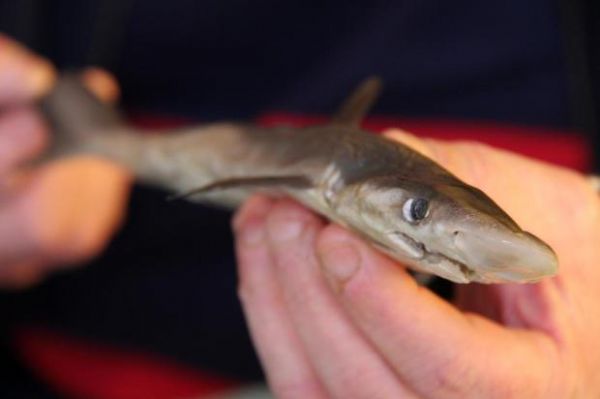 Filhote de tubaro  encontrado em barragem e intriga pesquisadores